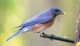 Eastern Bluebird